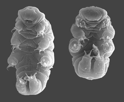 Tardigrada — Wikipédia