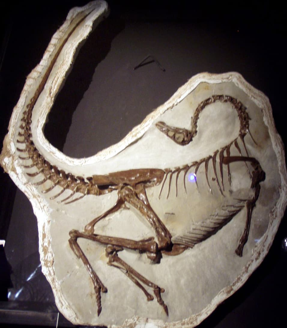 Timeline of ornithomimosaur research - Wikipedia