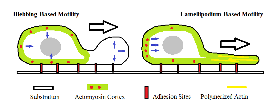 Amoeboid movement - Wikipedia