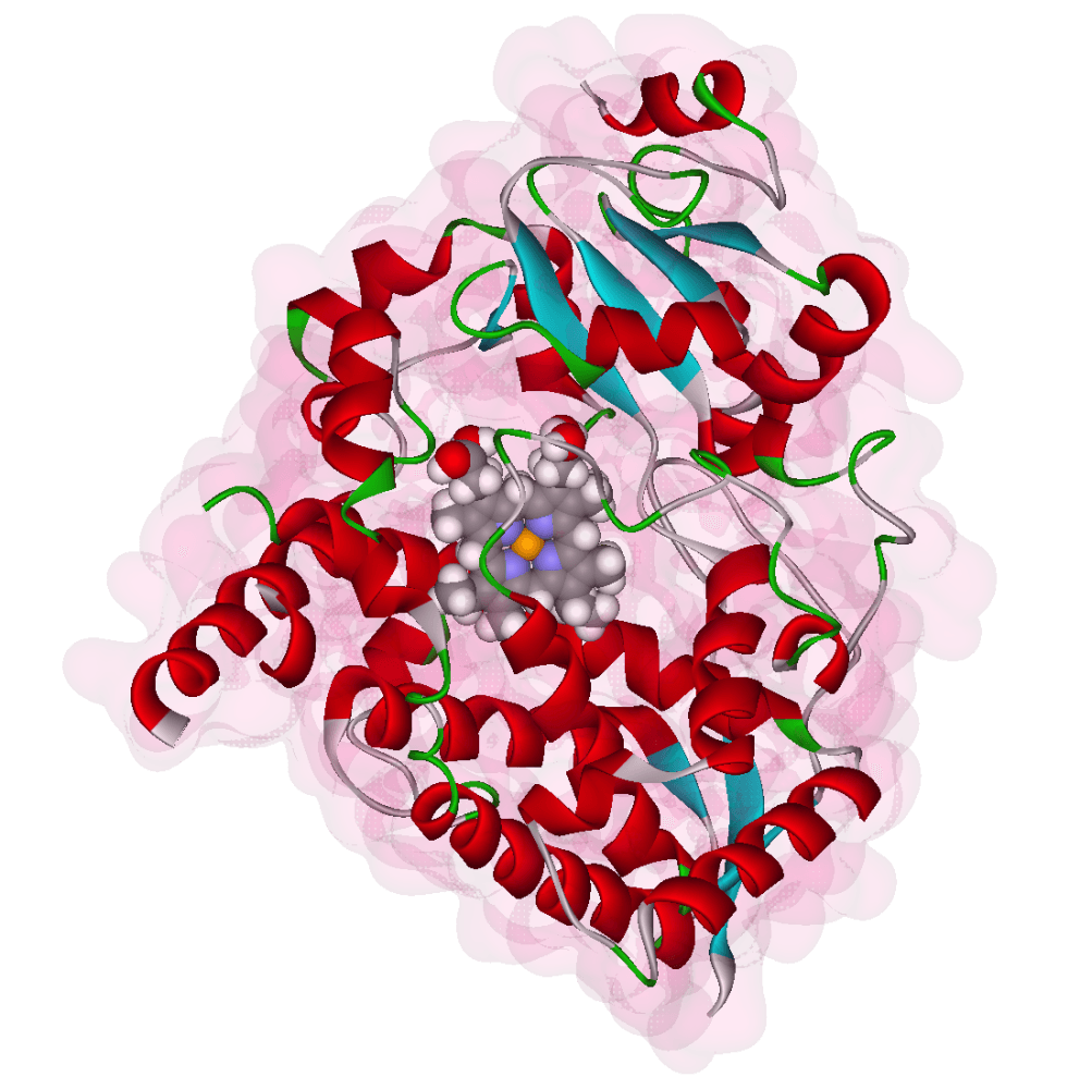 CYP3A4 — Wikipédia