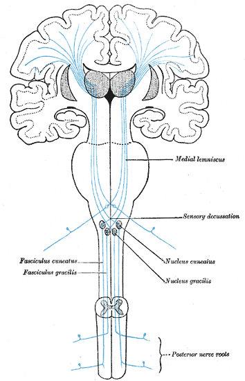 Medial lemniscus - Wikipedia