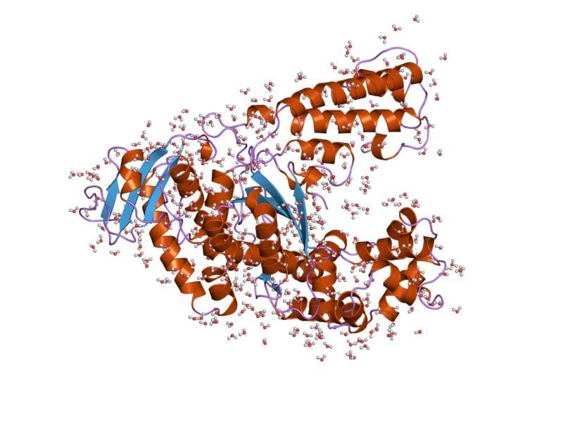 Taq polymerase - Wikipedia