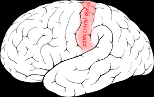 Postcentral gyrus - Wikipedia