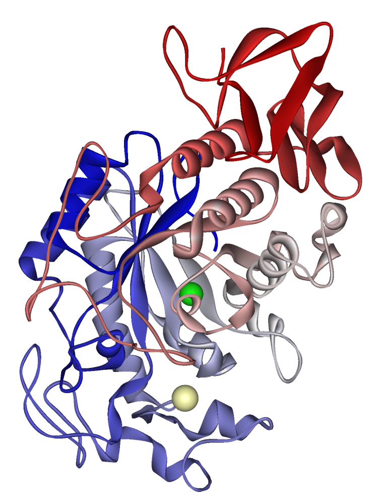 α-Amylase - Wikipedia