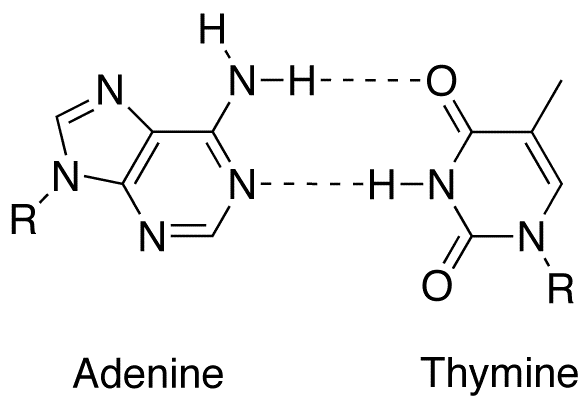 Complémentarité (acide nucléique) — Wikipédia