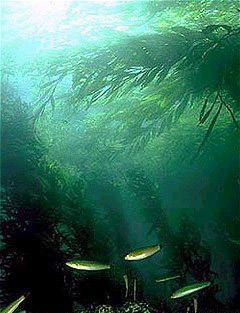 Kelp forest - Wikipedia