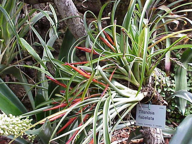 Tillandsia — Wikipédia