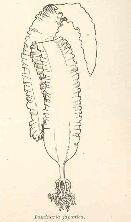 Saccharina japonica — Wikipédia