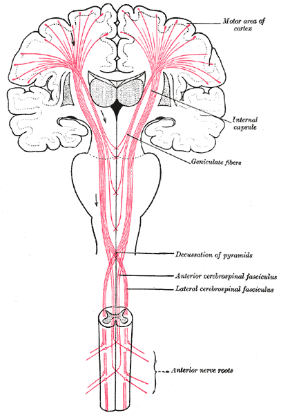 Upper motor neuron - Wikipedia