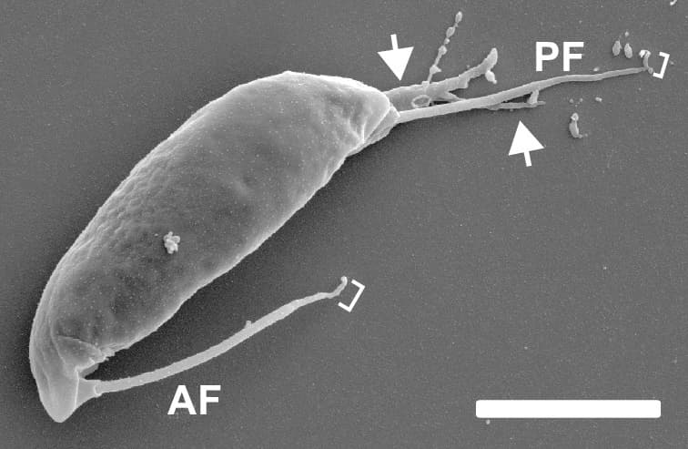 Apusomonadidae - Wikipedia