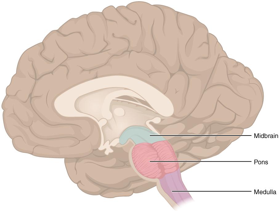 Brainstem - Wikipedia