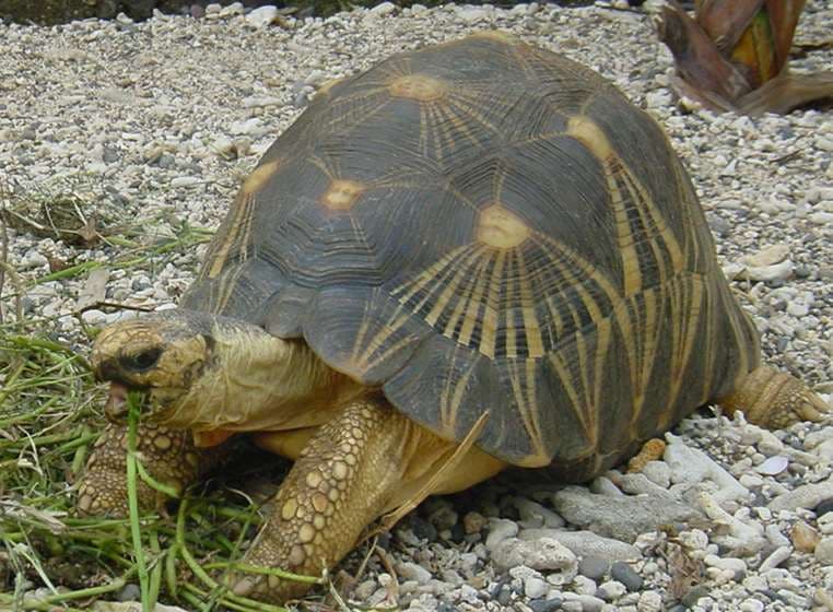 Tortues terrestres — Wikipédia