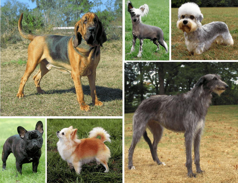 Dog breed - Wikipedia