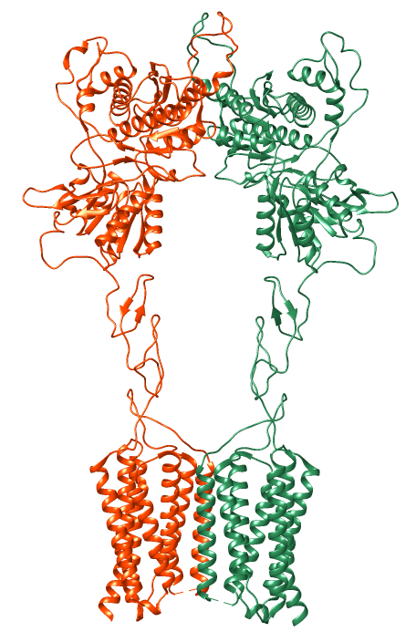 Metabotropic glutamate receptor - Wikipedia