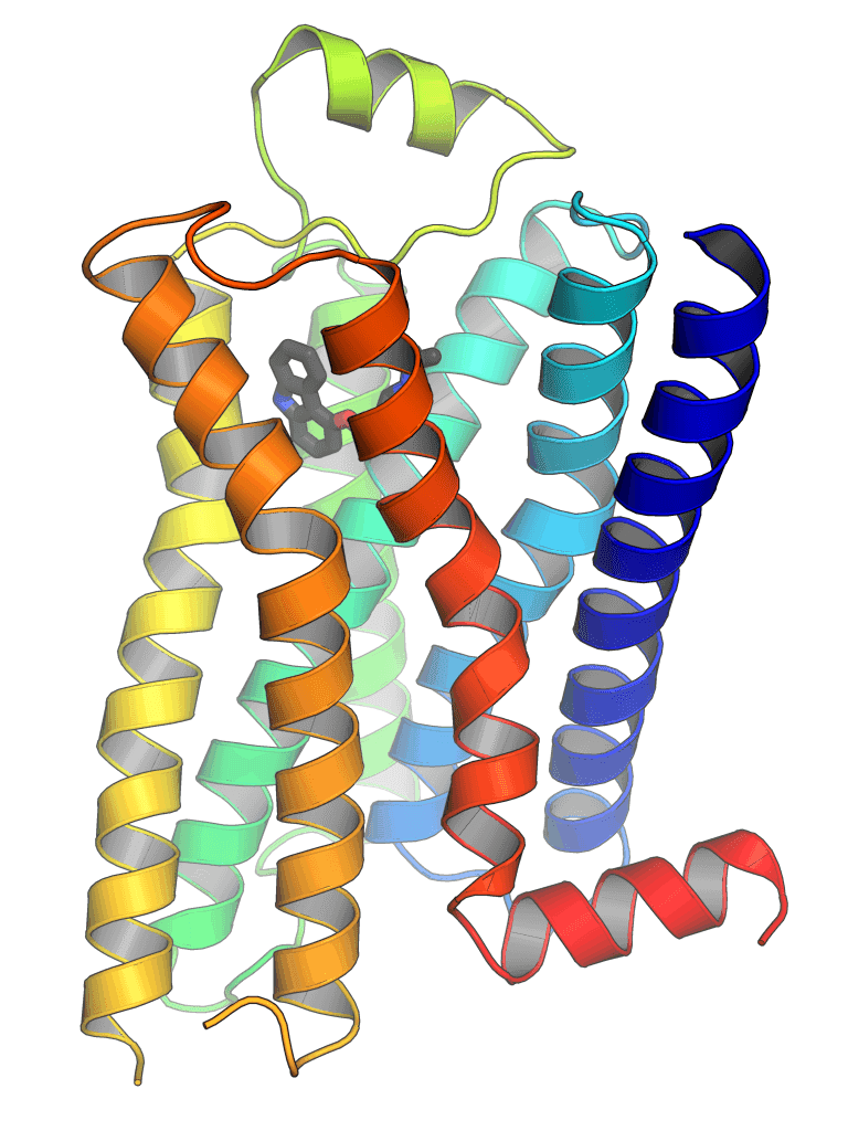 G protein-coupled receptor - Wikipedia