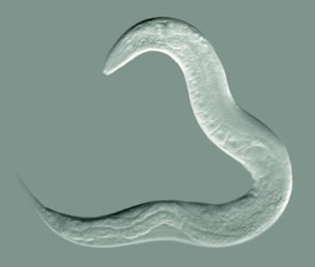 Nematode - Wikipedia