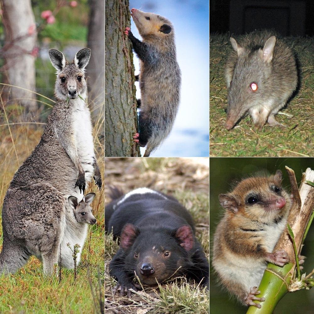 Marsupial - Wikipedia