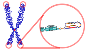 Télomère — Wikipédia