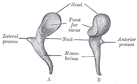 Malleus - Wikipedia