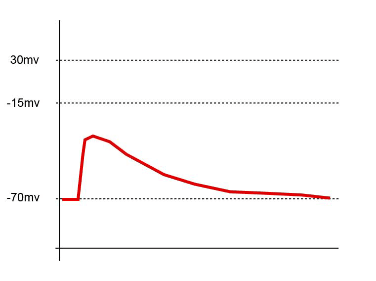 Potentiel postsynaptique excitateur — Wikipédia