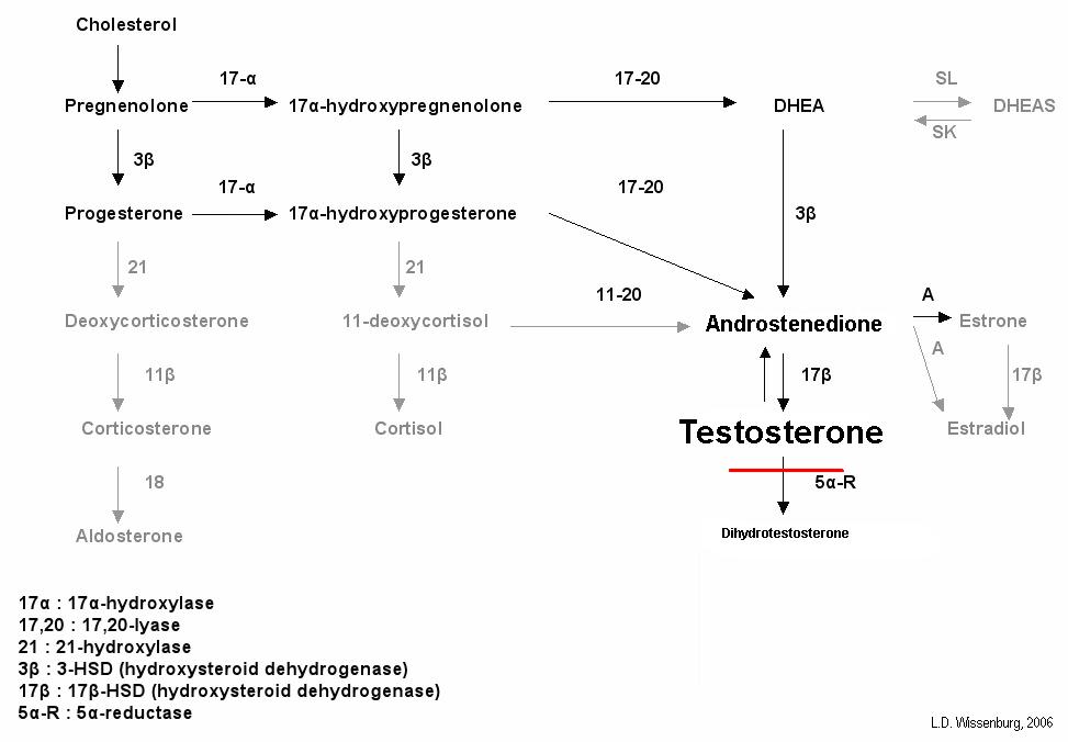 5α-Reductase 2 deficiency - Wikipedia