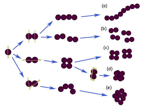 Cocci — Wikipédia