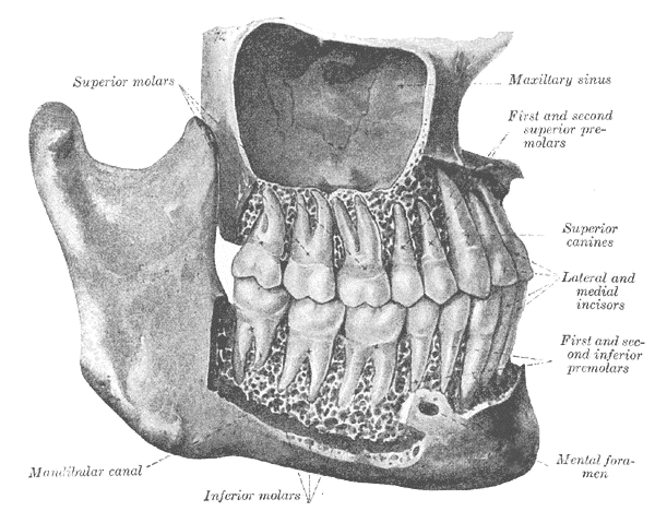 Incisor - Wikipedia