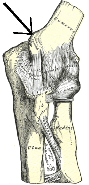 Medial epicondyle of the humerus - Wikipedia