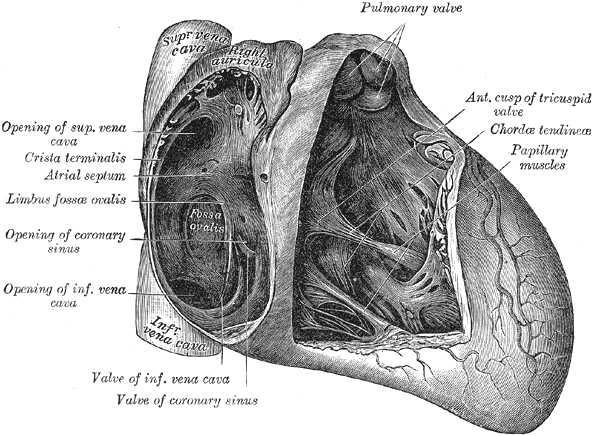 Valve of coronary sinus - Wikipedia