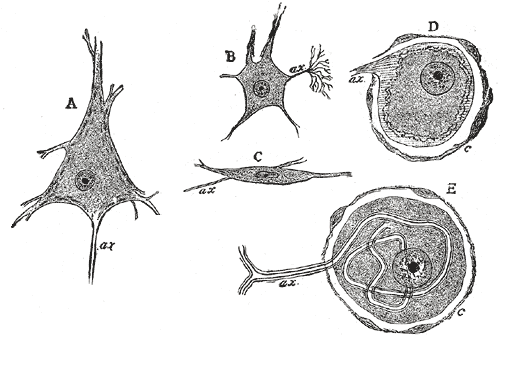 Ganglion cell - Wikipedia