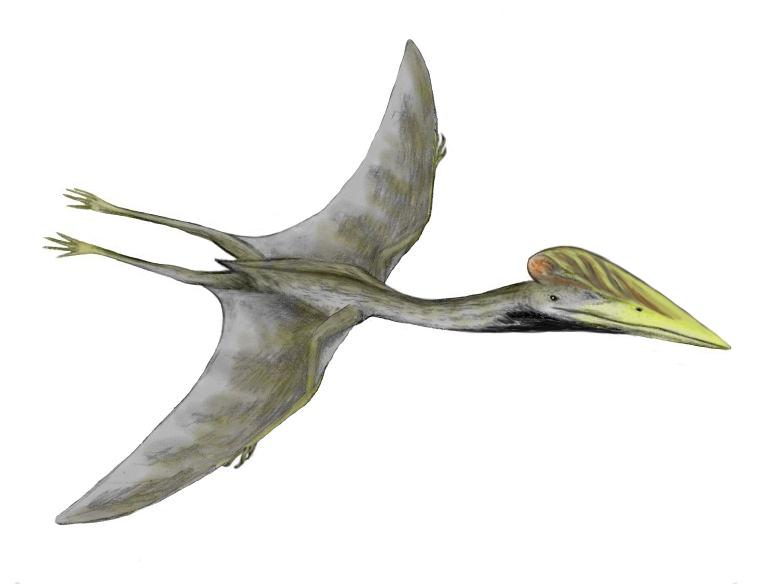 Hatzegopteryx — Wikipédia