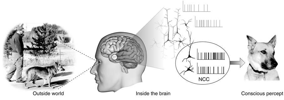 Neural correlates of consciousness - Wikipedia