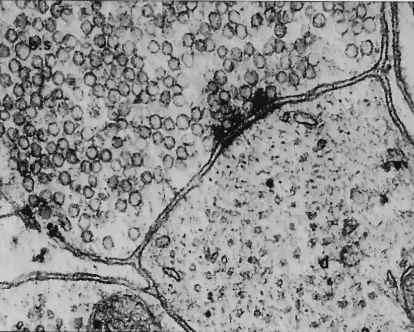 Synapse — Wikipédia