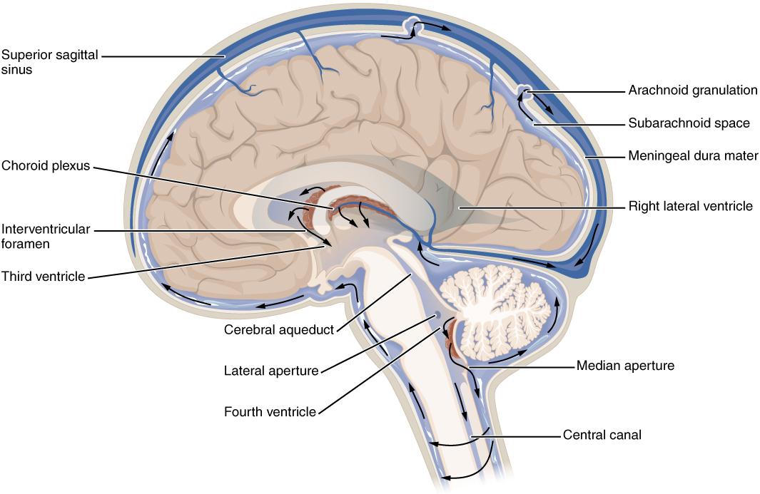 Cerebrospinal fluid - Wikipedia