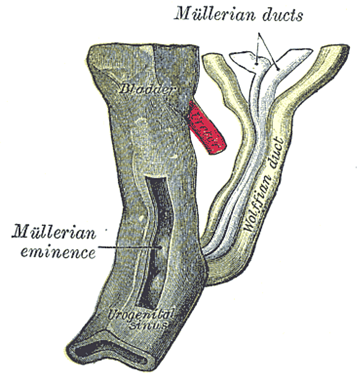 Paramesonephric duct - Wikipedia