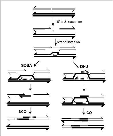 Genetic recombination - Wikipedia