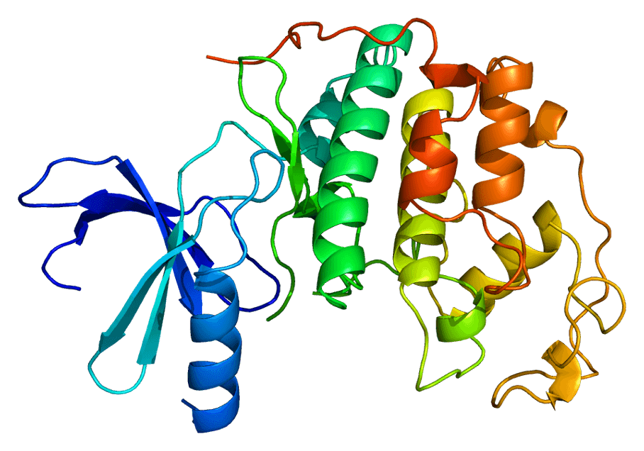 Cyclin-dependent kinase 2 - Wikipedia