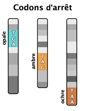 Codon-stop — Wikipédia