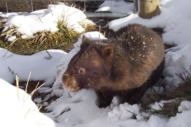 Wombat — Wikipédia