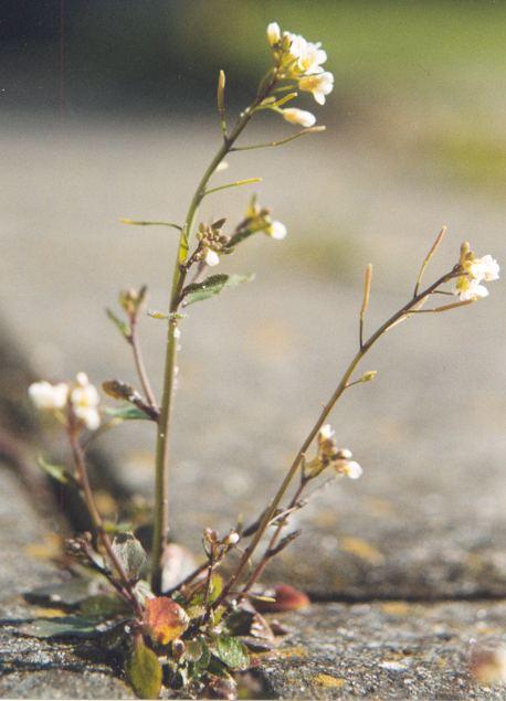 Arabidopsis thaliana — Wikipédia