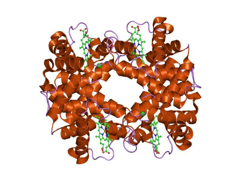 Globin - Wikipedia