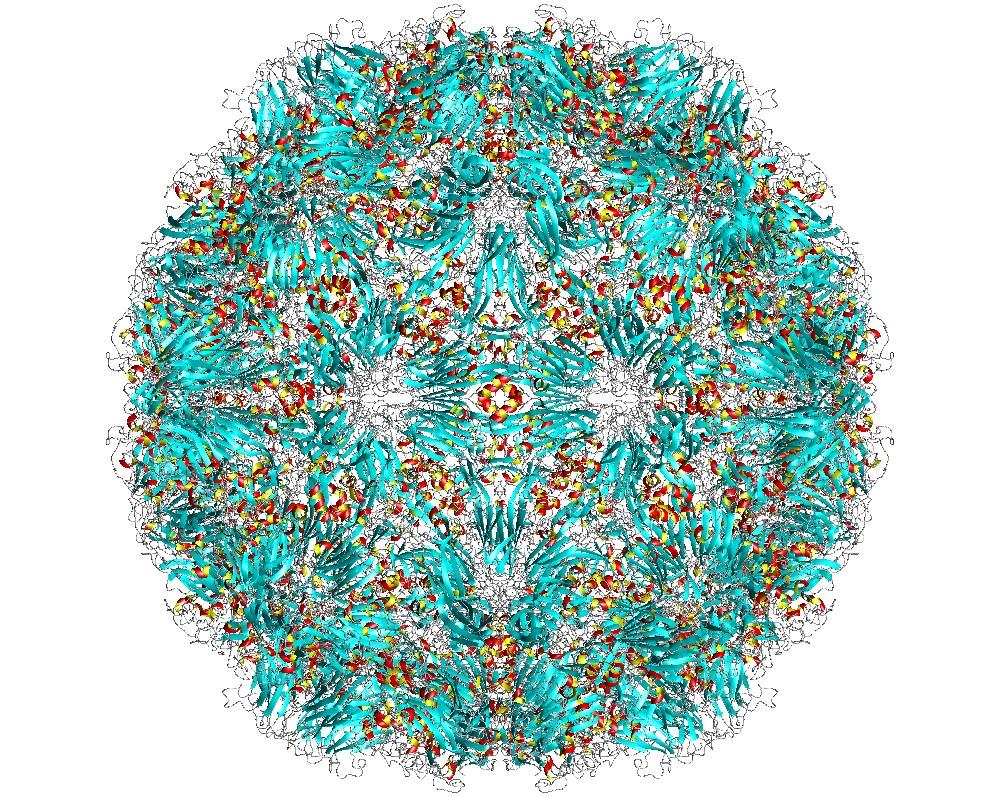 Rhinovirus — Wikipédia