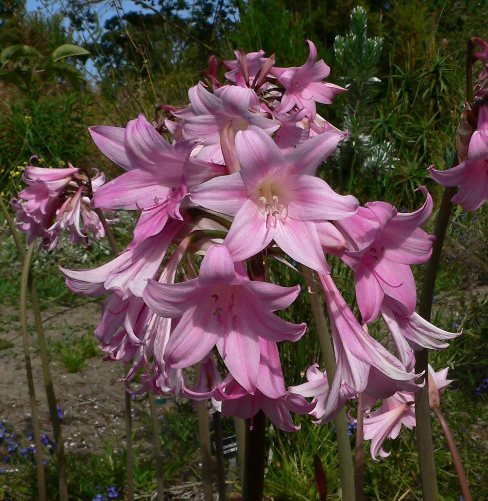 Amaryllidaceae - Wikipedia