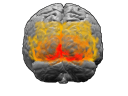 Cortex visuel — Wikipédia