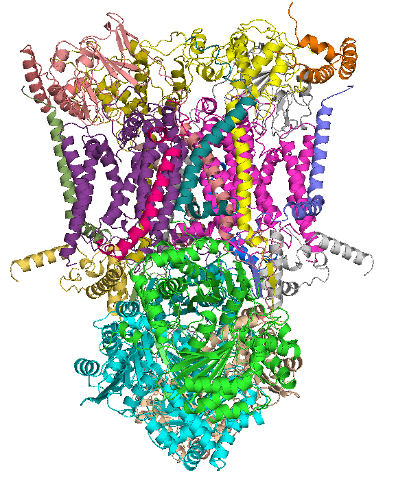 Coenzyme Q-cytochrome c réductase — Wikipédia