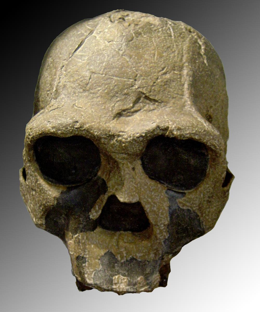 Homo ergaster - Wikipedia