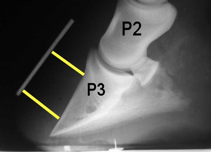 Laminitis - Wikipedia