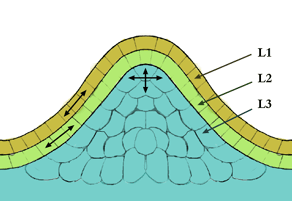 Meristem - Wikipedia