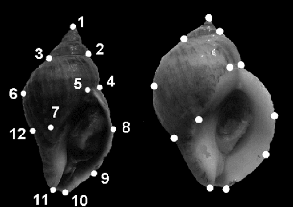 Point d'intérêt (morphométrie) — Wikipédia