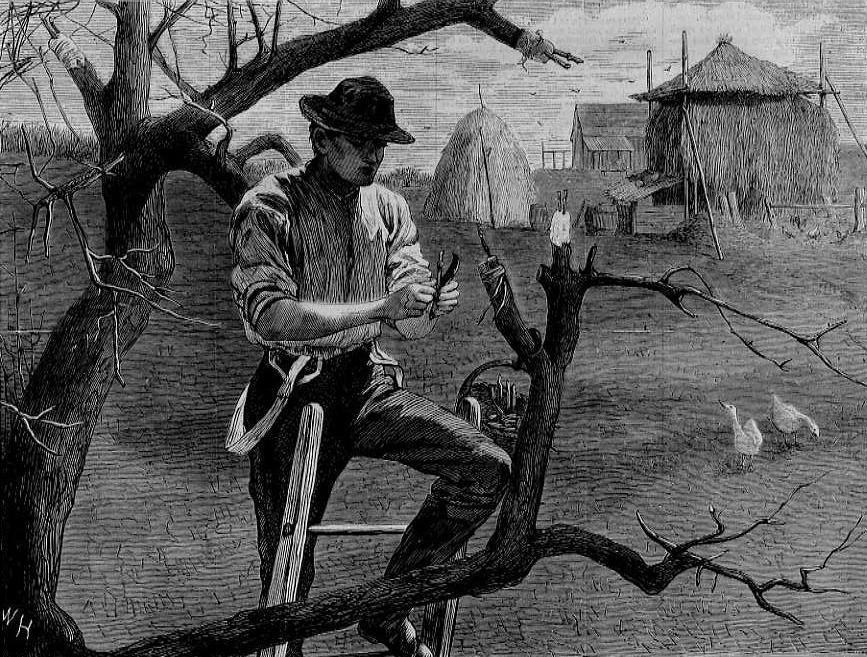Fruit tree propagation - Wikipedia
